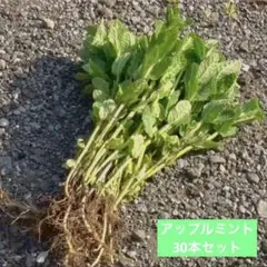 よもぎもち様 リクエスト 2点 まとめ商品