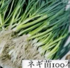 信州産　ねぎ苗　朝採りネコポスいっぱい♪ 信州産 ねぎ苗 朝採りネコポスいっぱい♪