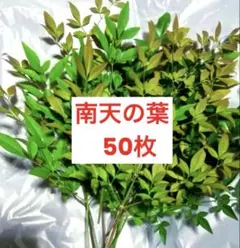 南天の葉 50枚 フレッシュ 無農薬
