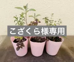 2026年最新】ハッカ 苗の人気アイテム - メルカリ