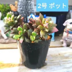 V.多肉植物 アナカンプロセス 桜吹雪 抜き苗 1セット５苗