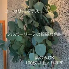 人工観葉植物 造花 ユーカリとオリーブ 日比谷花壇 長尺 - メルカリ