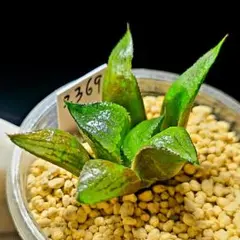 2821 特美ピンク スプレン 多肉植物 ハオルチア アロエ - メルカリ