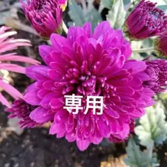 eggマミー様 リクエスト 2点 まとめ商品