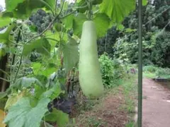 バングラデシュ野菜 ラウ（夕顔／Bottle Gourd）新鮮採れたて 2本
