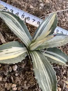 2025年最新】那智の輝きの人気アイテム - メルカリ