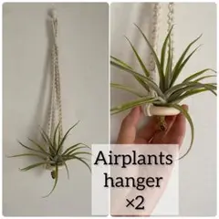 ウッドリング★マクラメエアープランツハンガー★ナチュラルコットン