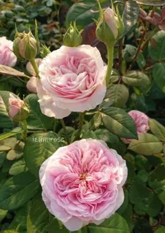 izumirose、種苗登録出願品種、ロサオリエンティス、ザセレスティアル