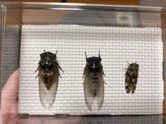 2026年最新】昆虫標本の人気アイテム - メルカリ