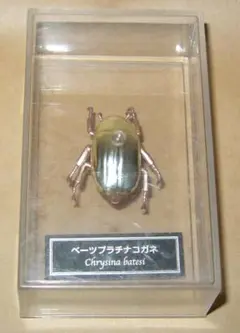 2026年最新】プラチナコガネ 標本の人気アイテム - メルカリ
