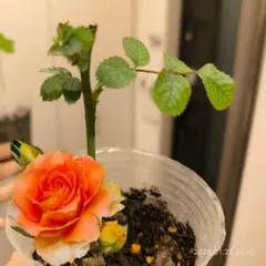 バラ苗【ブラスバンド】四季咲き挿し木苗