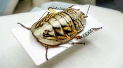 モスラ幼虫2体、卵、卵のかけら付き、卵の台座岩石のセット カスタム品