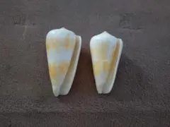 ヤセイモ　貝殻　2個セット　イモガイ科　インテリア　アンティーク　コレクション