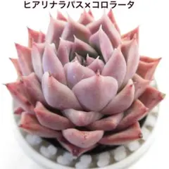 ヒアリナラパス×コロラータ実生苗 多肉植物 エケベリア