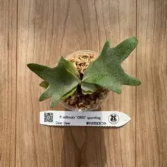 ビカクシダ P. willinckii 'Nano' スポア株 - メルカリ