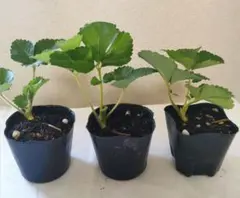 いちご苗紅ほっぺ60個セット　　専用出品 いちご苗紅ほっぺ60個セット 専用出品！ いちご苗 紅ほっぺ 100