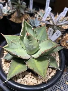 アガベ　オテロイ　実生　斑入り　パレット アガベ オテロイ 実生 斑入り パレット