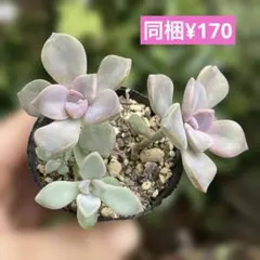 多肉植物。 桜牡丹。抜き苗 みんな大好き桜牡丹。 寒い毎日が続きますが 心のお天気は春模様