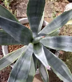 アガベ アメリカーナライムエッヂ3個セット 中型 2025年最新】アガベ アメリカーナ ライムエッジの人気アイテム