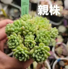 多肉植物 だるま姫秀麗×ビンセントカトー 抜き苗 Bのサムネイル