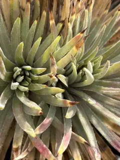 2026年最新】Dyckia reitziiの人気アイテム - メルカリ