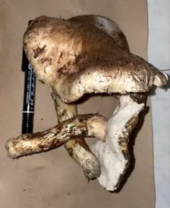 本日17時迄 10/9 朝採れ 768g信州産松茸 ⑤ジャンク品クール便発送 国産 松茸 信州産 つぼみ・中開き 161.5g 3本 送料込み 【楽天