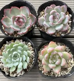 おらいさんのウェディングベルの札のみ 楽天市場】多肉植物 oriミックスベリア No.019 ウエディングベル