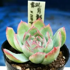 シムランスアセンションxリンゼアナ【おらいさん・青札】 私の大切なおらいさん苗青札コレクション❤❤ | ブログ版