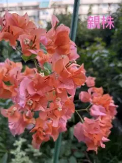 2026年最新】ブーゲンビリアの人気アイテム - メルカリ