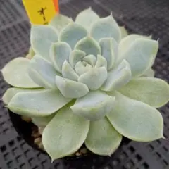 No.2 七福神 抜き苗 多肉植物 - メルカリ