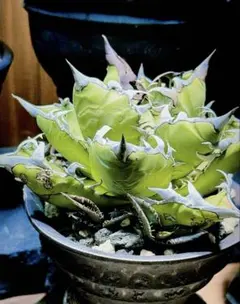 バンド幅最強！ライムグリーン 白棘 オテロイ チタノタ アガベ バンド幅最強！ライムグリーン 白棘 オテロイ チタノタ アガベ