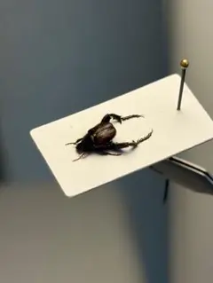 【20mm】ハキリアリの女王標本　Atta cephalotes？ パラポネラ 25mm】ハキリアリの女王標本 Atta cephalotes？ パラポネラ - メルカリ