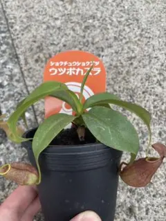 ネペンテス　ウツボカズラ　ノーネーム　カクタス長田　レア種　食虫植物のサムネイル