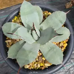 アガベ　パリー　JCシャドー　中株　斑入り アガベ パリー JCシャドー 中株 斑入り - メルカリ