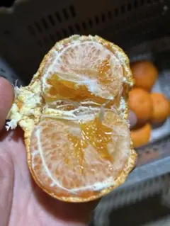 蘭様専用10kg 家庭用mixサイズ