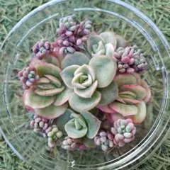 2025年最新】アイスラブリーローズ錦の人気アイテム - メルカリ