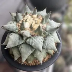 2025年最新】アリオカルプスの人気アイテム - メルカリ