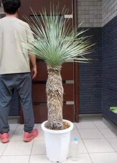 ノリナ エクセルサ 8号 120cm Nolina excelsa - メルカリ