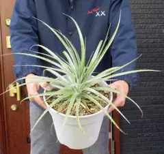 2025年最新】プヤ セルーレアの人気アイテム - メルカリ