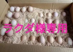 2025年最新】チャボ有精卵の人気アイテム - メルカリ