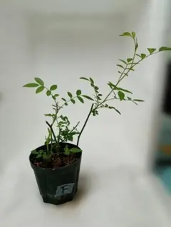 薔薇 キングローズ つるバラ 2025年分 挿し木 根付き・抜き苗 3苗