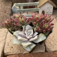 2025年最新】クリスペートビューティの人気アイテム - メルカリ