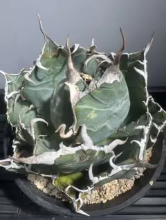 2025年最新】アガベ 白鯨 大株の人気アイテム - メルカリ