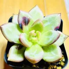 ⭐️激レア株⭐️ 桃花塢 HU PLANTS 産アガベ - メルカリ