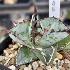 2025年最新】アガベ ブラック&ブルー ボールの人気アイテム