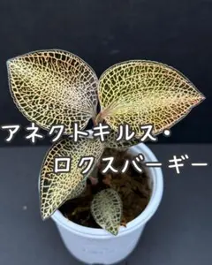 2点同時購入で600円引⭐️様 リクエスト 2点 まとめ商品