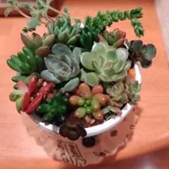 多肉植物 寄せ植え エケベリア・セダム