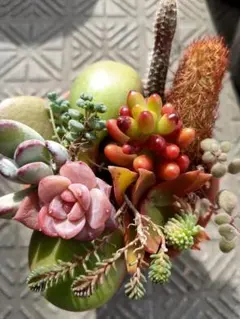 カラフルꔛ‬せっと デラックス 琥珀 福娘 ホリダ 黄金司 ダシフィルム