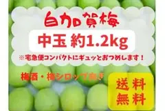 限定特価】白加賀大中玉入り青梅箱込み1kg 梅酒梅シロップ 梅干し用