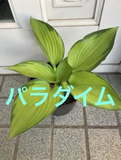 ニンニン様 リクエスト 2点 まとめ商品